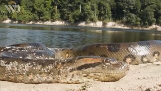 ANACONDA