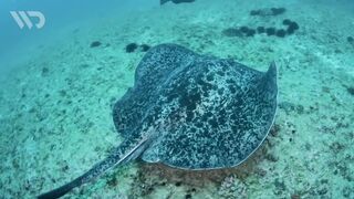 STINGRAY