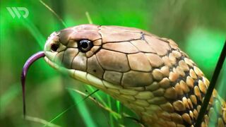 KING COBRA