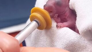 adorable baby squirrel