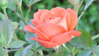 Red Velvet Flower