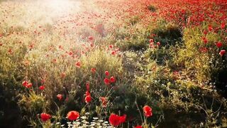 Beautiful Flowers from CANADA