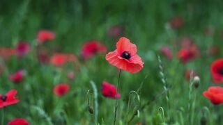 Red Flowers from United Kingdom