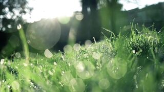 Amazing Green Grass from USA