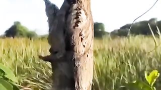 bird tree