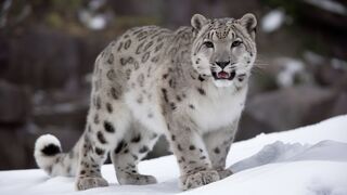 The Snow Leopard: A Symbol of Resilience   Wildlife Animals