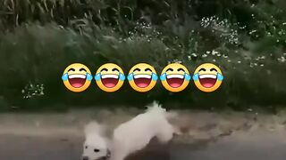 Funny clips
