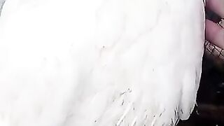 They like this bird