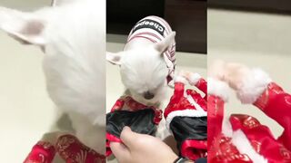 Cute Dog(tiktok)