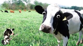 I'm a Cow Song
