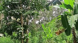 The jungle