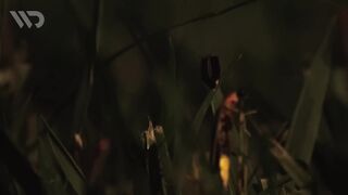 FIREFLIES