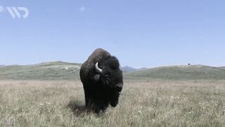 BISON