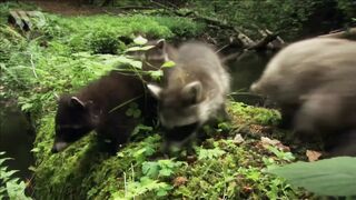 RACCOONS