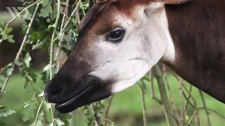 OKAPI