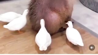 Capybara rico