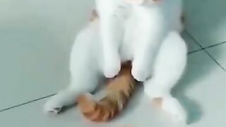 Funny cats