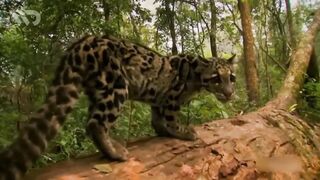 Clouded Leopard