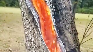 tree struck by lightning