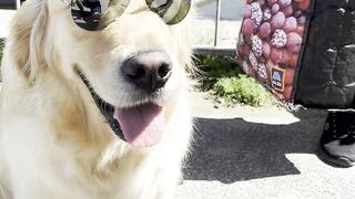 Bailey the Golden retriever