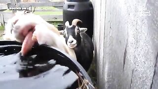 Funniest from Animals