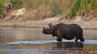 RHINOCEROS