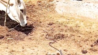 Snake catching videos