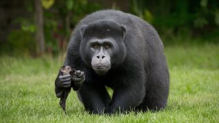 Surprising behaviors in the animal kingdom