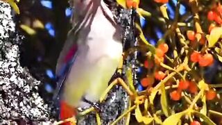 A Beautiful Bird eating fruits