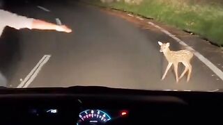 The man rescue baby deer on the road