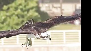 Eagle Catching big fish
