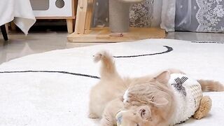 The daily routine of two short-legged kittens