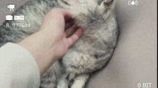 My cat's daily routine