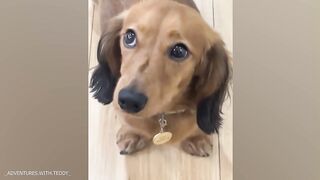 "Chuckle-Worthy Canines: Your Daily Dose of Goofy Dog Delight!"