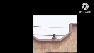 Cat animal cute foryou