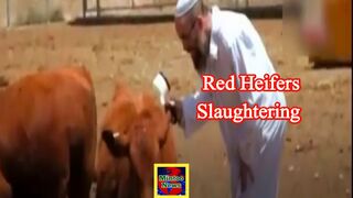 Jews prepare to slaughter red heifers at Al-Aqsa to fulfil prophecy