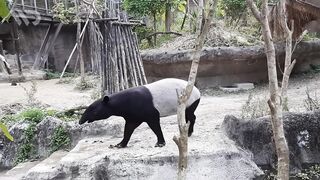 TAPIR