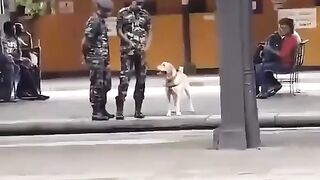 Military Dog Requests And Gets 30 Seconds Leave To Be A Goofball
