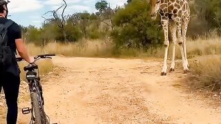 A curious giraffe