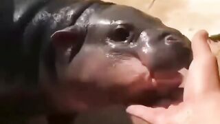 angry water puppy