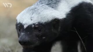 MUSANG MADU