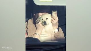 The Funniest Labradors Compilation of 2024