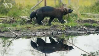 WOLVERINE