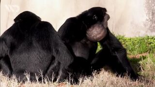 SIAMANG