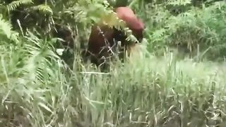 Imagine seeing this majestic creature in the wild.