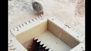 Birds trapped video
