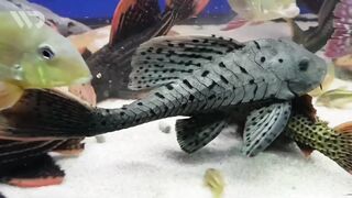 sapu fish