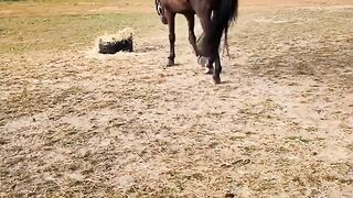 Horse gets startled by a cat hiding in the hay