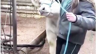 At the cow wash