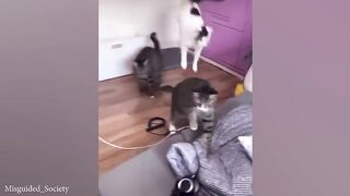 Funniest Cats And Dogs Videos ???? Best Funny Animal Videos 2024